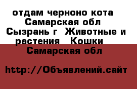 отдам черноно кота - Самарская обл., Сызрань г. Животные и растения » Кошки   . Самарская обл.